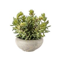 Gallery Sedum Green w/ Cement Bowl Small